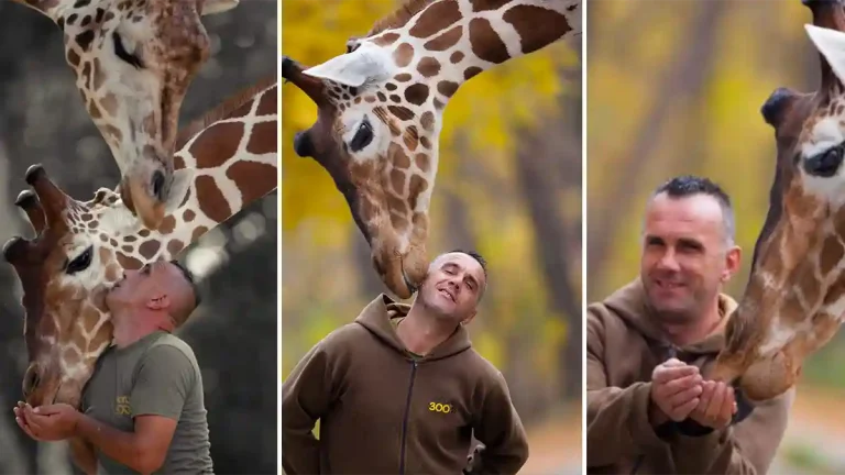 Zoo Skopje: Pfleger und Giraffe sterben innerhalb weniger Stunden